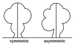 Difference between Symetric and Asymmetric for Kids