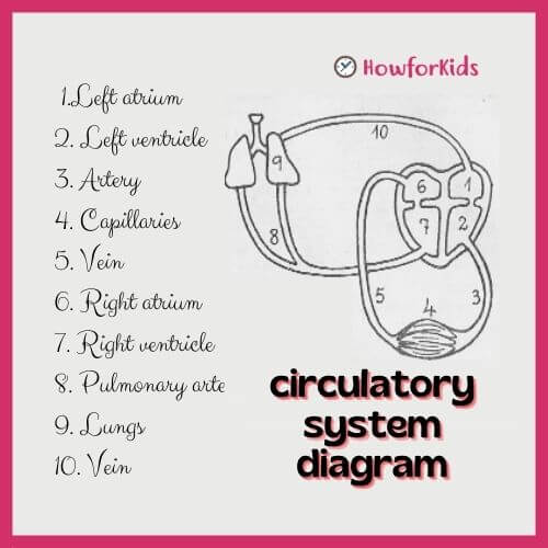 Circulatory System Diagram for kids