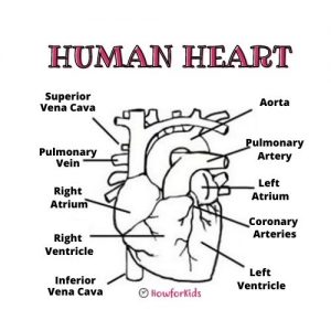 Human Heart coloring page for kids