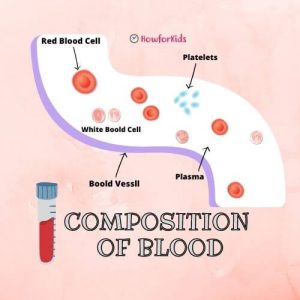 What is Plasma? The Composition of blood for kids