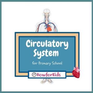Circulatory System Parts and Functions for Primary School