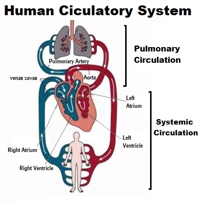 The blood circulation for teens: Human Circulatory System