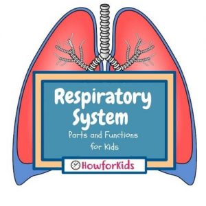 The Respiratory System Parts and Functions for Kids