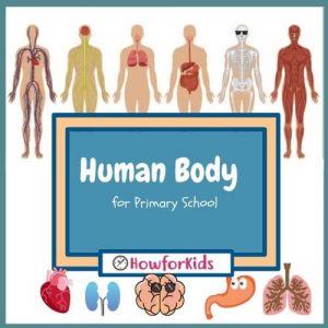 Human Body Systems for Kids 