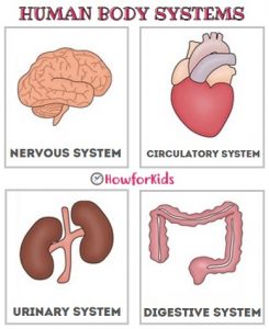 The Main Systems of the Human Body for Primary school