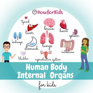 Internal Organs of Human Body for Kids