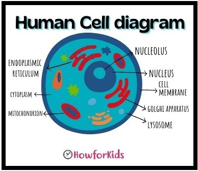 Human Cell Diagram for Kids