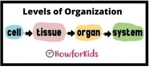 Human Body: Levels of Organization
