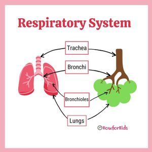 Respiratory System Diagram for Kids