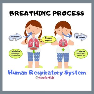 How Breathing Works. Learn about Respiration Process.