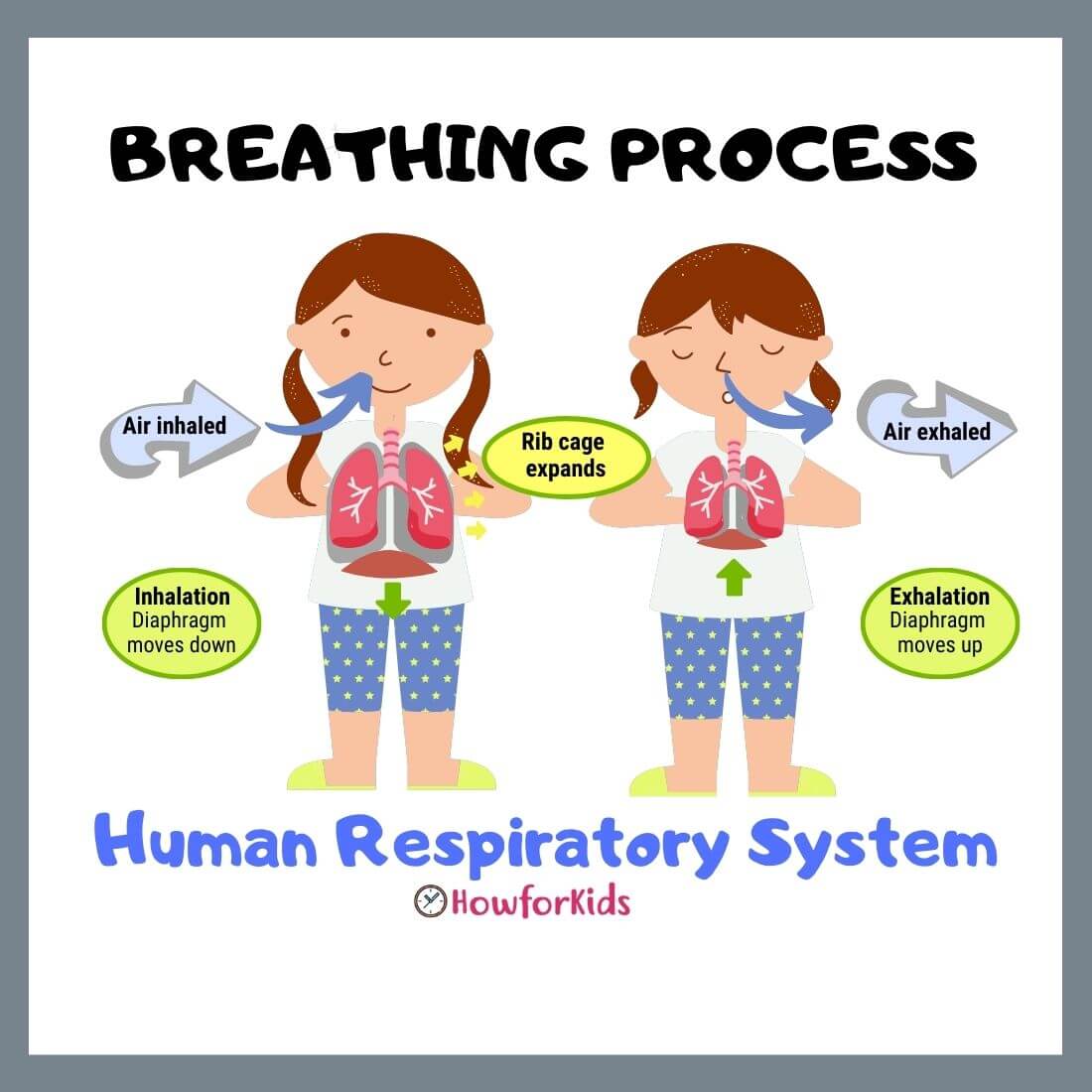 Respiratory System Parts and Functions for Kids – HowForKids