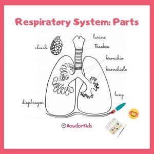 Diaphragm Respiratory System Parts for primary school