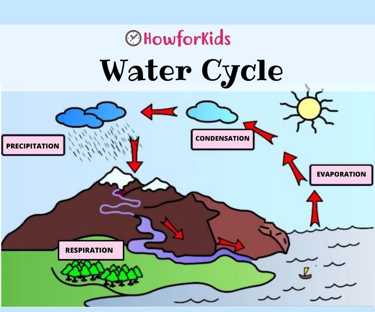 Water Cycle The 3 Phases Explained Water Cycle