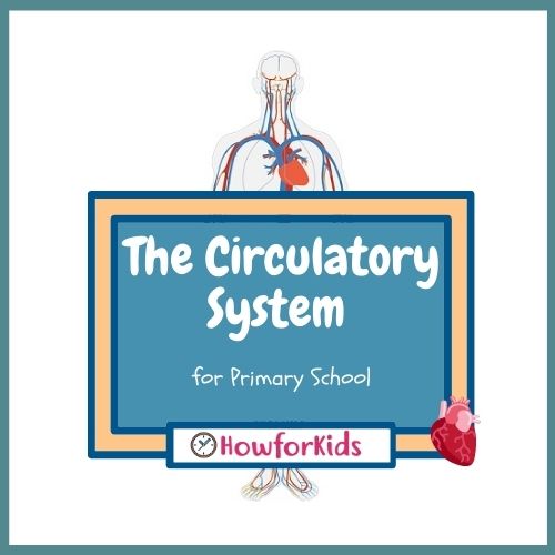 The Circulatory System for Kids