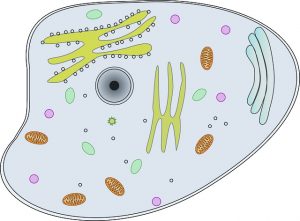 Types of Cells: Prokaryotic and Eukaryotic
