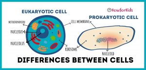 Main Differences Between Prokaryotic and Eukaryotic Cells