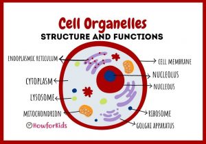 List of  Cell Organelles and Structure and Functions