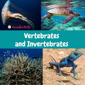 Vertebrate and Invertebrate Animals.
Our planet is inhabited by a great diversity of animals. We will explain in a simple way what are vertebrates and invertebrates for kids and their characteristics.