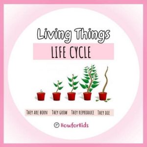 Life Cycle of Living Things for kids