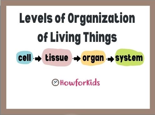 Levels of Organization of Living Things for Kids
