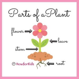 The Parts of a Plant for kids