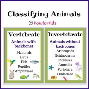 Vertebrates and Invertebrates for Kids