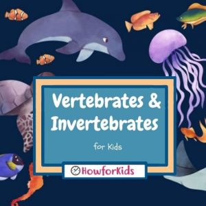 What are Vertebrate and Invertebrate Animals?