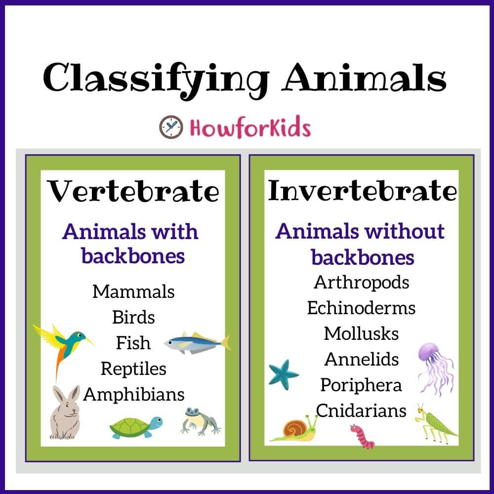 Vertebrates and Invertebrates for Kids
