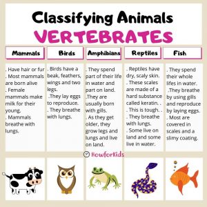 Vertebrate animals are classified into five groups
