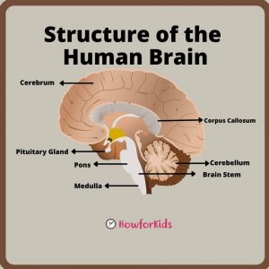 Structure of the Human Brain parts and functions