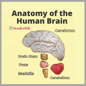 The Brain: parts and functions for Kids