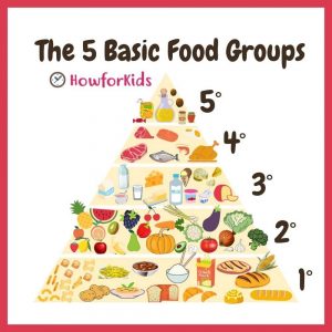 What are the Five Basic Food Groups?