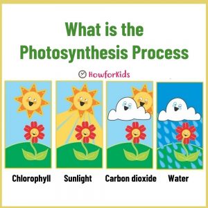 Photosynthesis Process for Children
