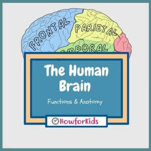 The Human Brain Functions and Anatomy