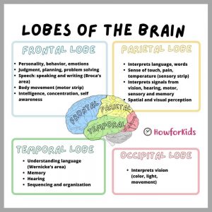 Human Brain Lobes and functions