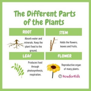 The Different Parts of the Plants and their Functions