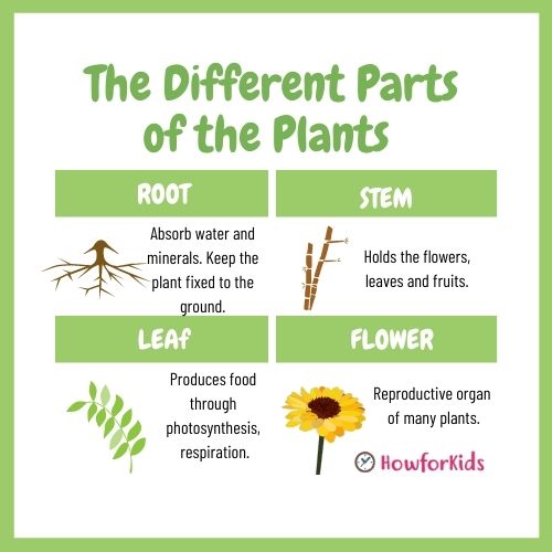The Different Parts of the Plants and their Functions