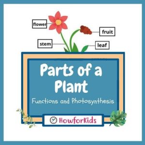 The parts of a plant for kids