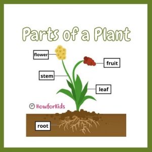 The Plant Kingdom: Characteristics and Classification