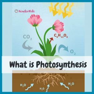 Stages of Photosynthesis Diagram
