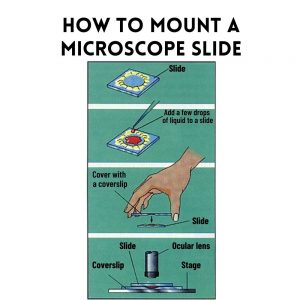 How to Mount a Microscope Slide