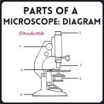 The Microscope [Parts & Functions] – HowForKids
