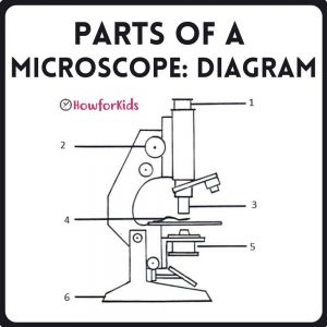 Parts of a Microscope: Diagram