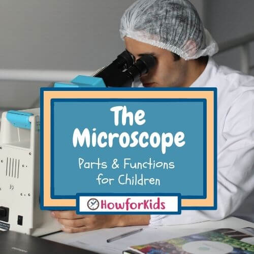 The Microscope Parts and Functions