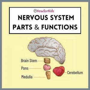Nervous System for kids