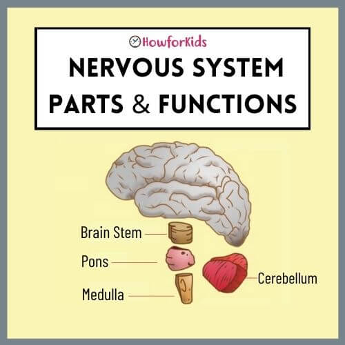 Central Nervous System Summary