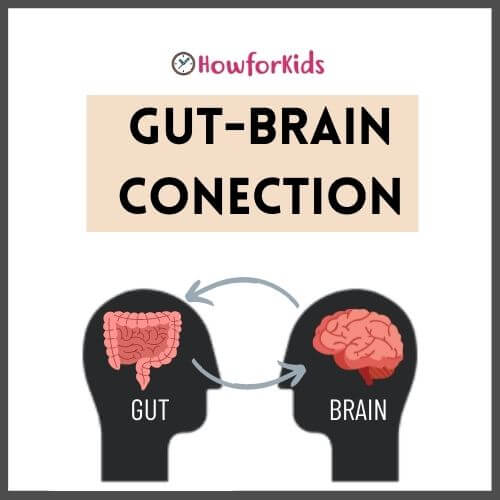 Gut-Brain Connection: Why does the gut need its own “brain”? Just to handle the digestion process?