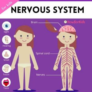 Nervous System for kids