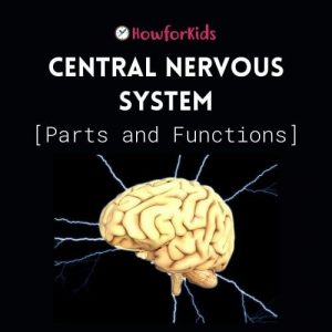 The Central Nervous System: Parts and functions