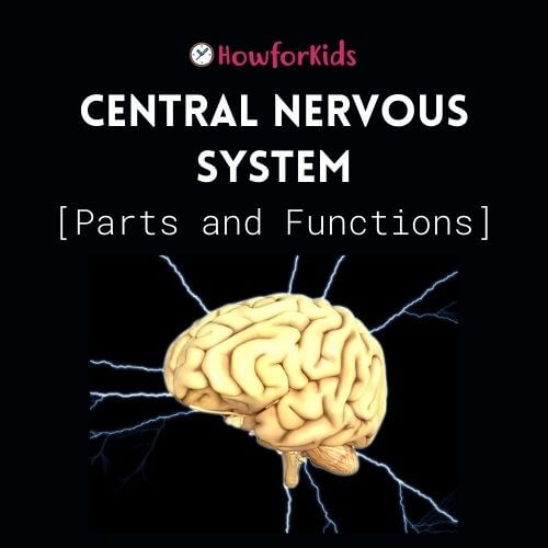 The Central Nervous System: Parts and functions